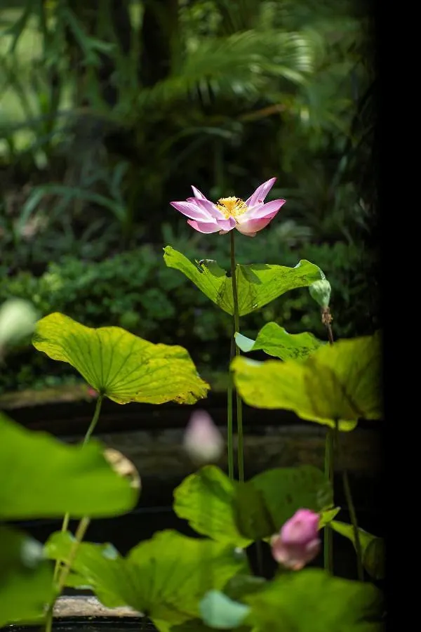 Alam Jiwa Ubud أوبود